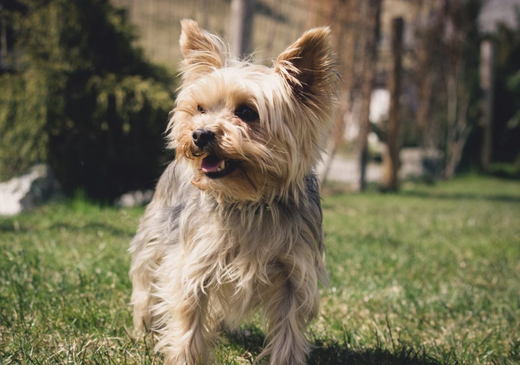 yorkie overweight