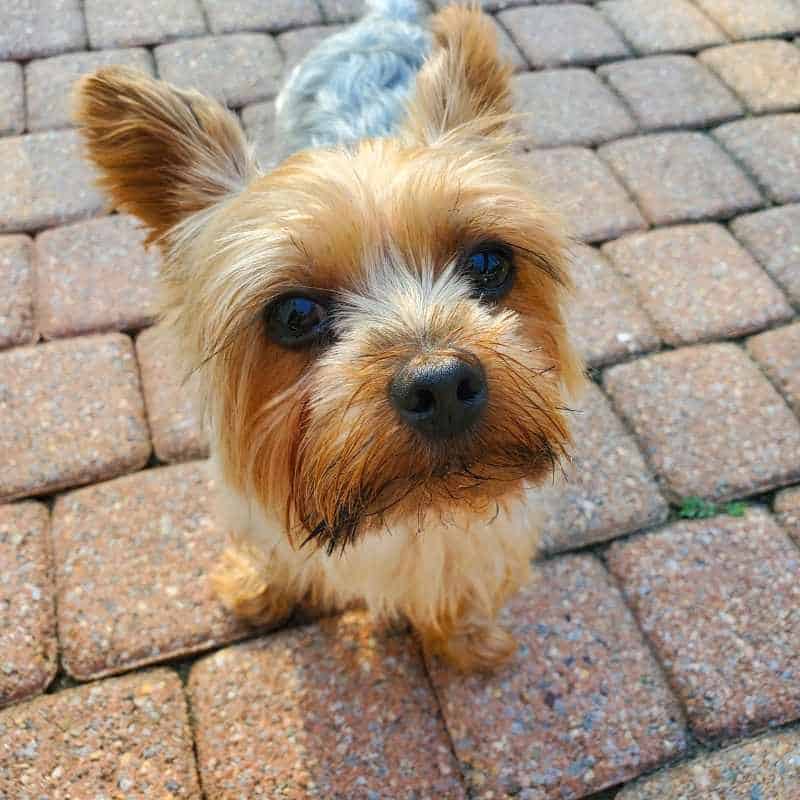 What Age do Yorkies Go Blind 