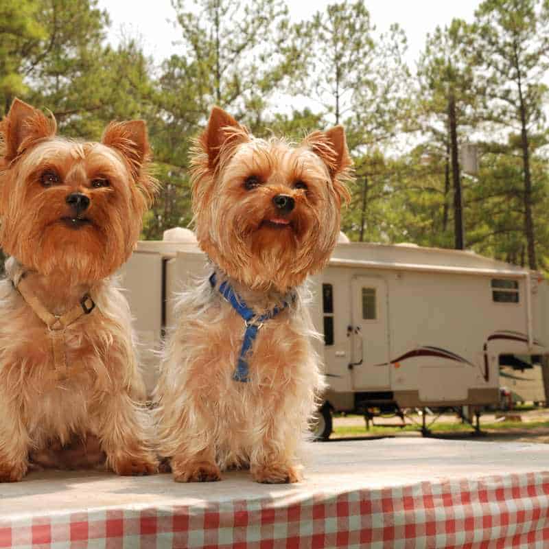 are yorkies hypoallergenic?