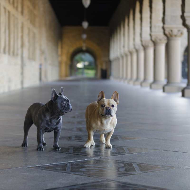 yorkies gram frenchie and yorkie mix