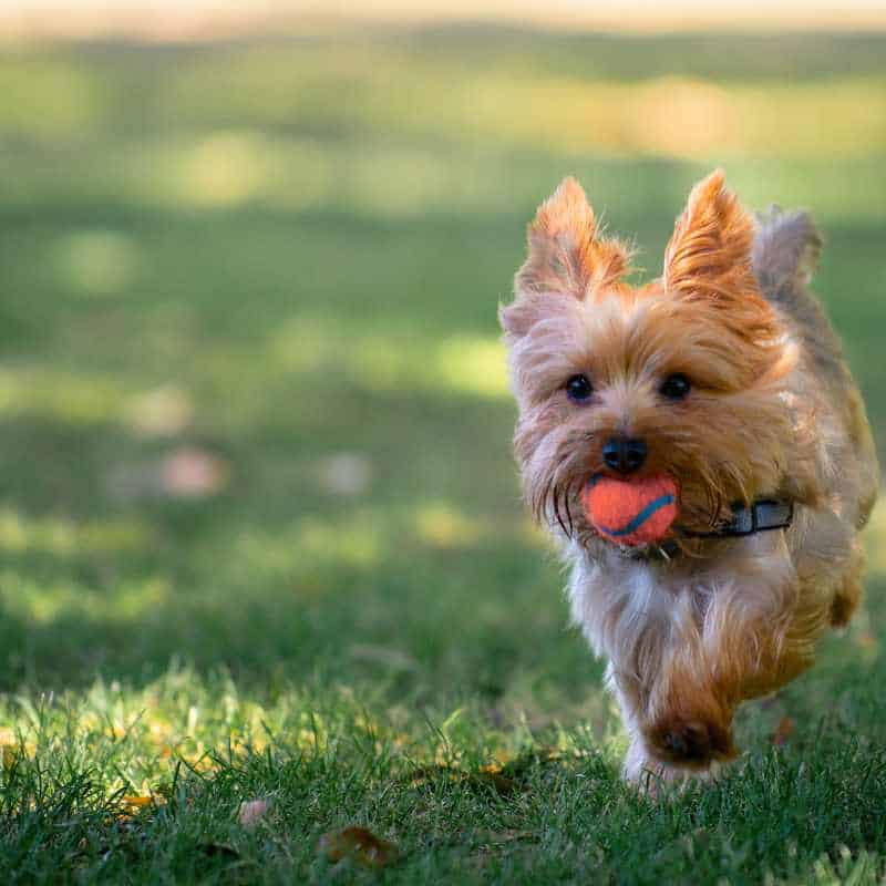 patella luxation in yorkies