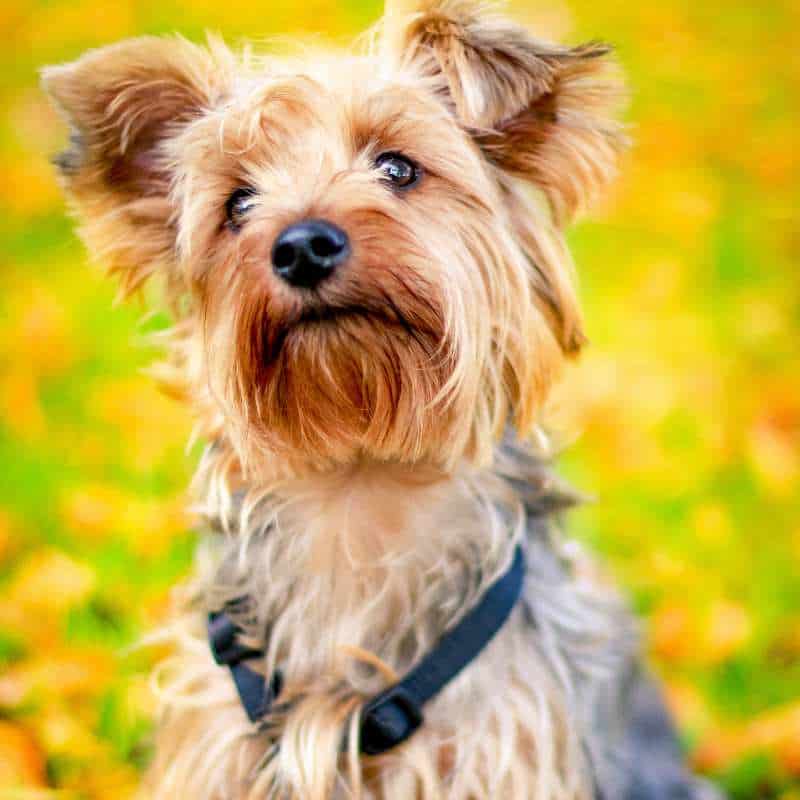 pugshire yorkies gram