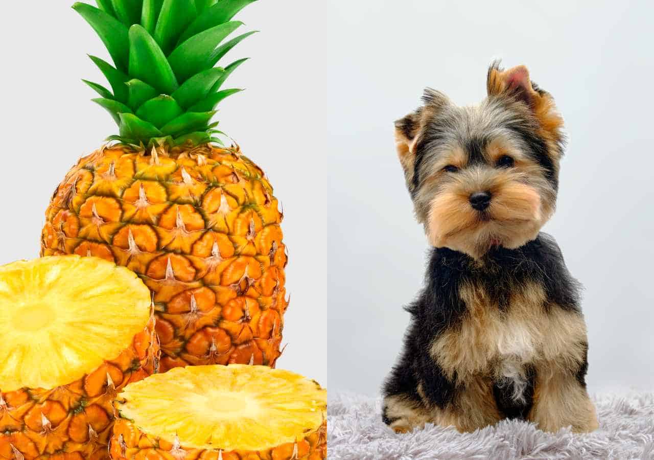 can yorkies eat pineapple