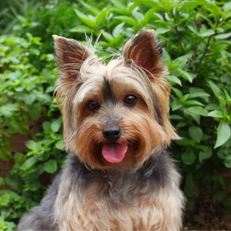 are yorkies hypoallergenic