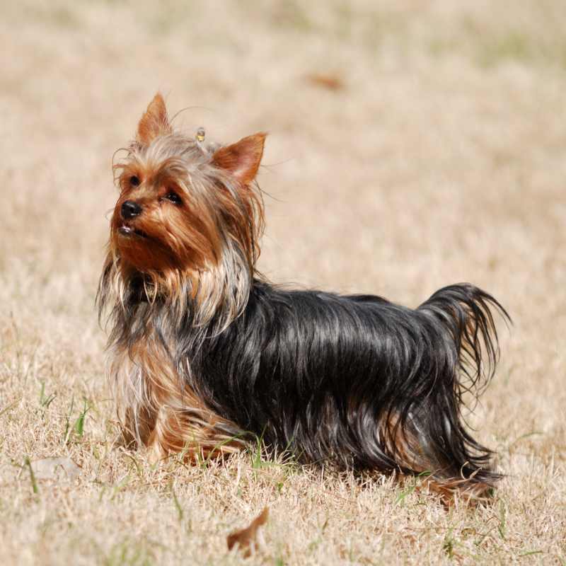 patella luxating in yorkies