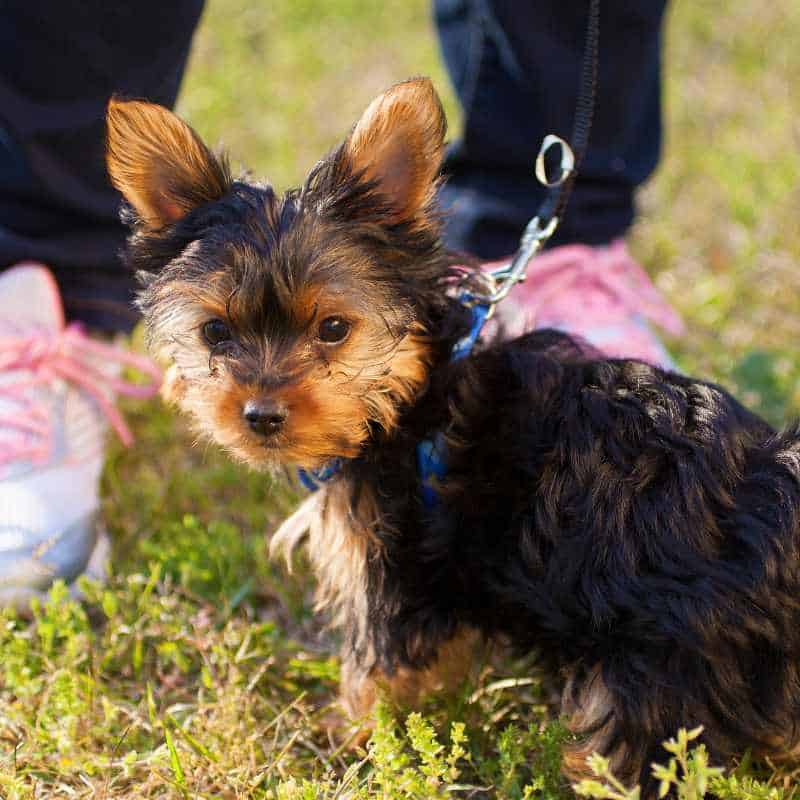 patella luxation in yorkies