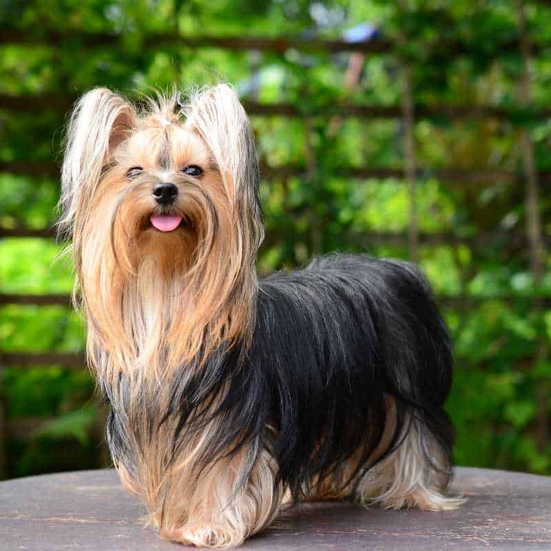 yorkie service dog yorkies gram