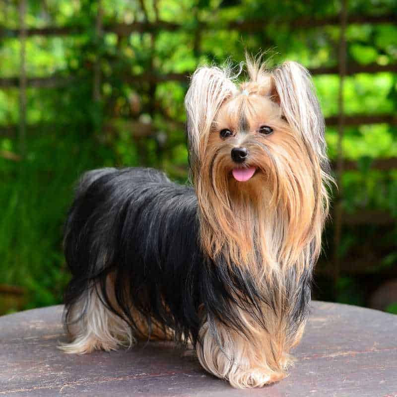 yorkie service dog yorkies gram