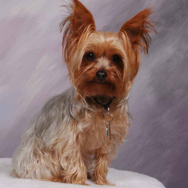 yorkie tracheal collapse