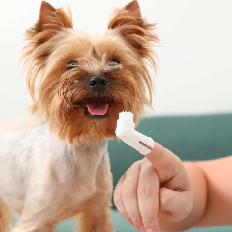 Why Do Yorkies Have Bad Breath 7 Common Reasons To Know