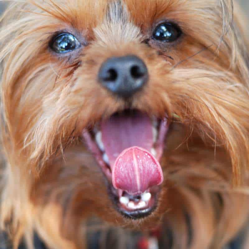 yorkies gram yorkie bad breath