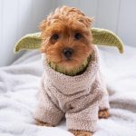 Yoda ZOO Yorkie Hat