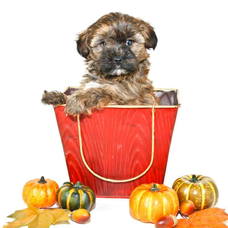 teacup yorkie poo