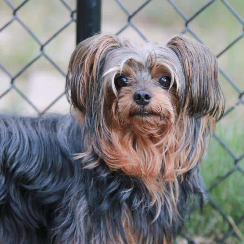 teacup yorkie poo