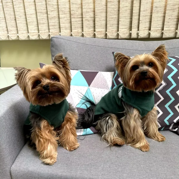 Warm Yorkie Coat Yorkies Gram