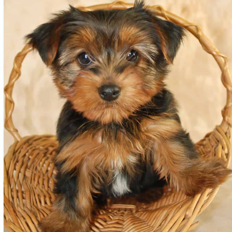 purebred yorkie