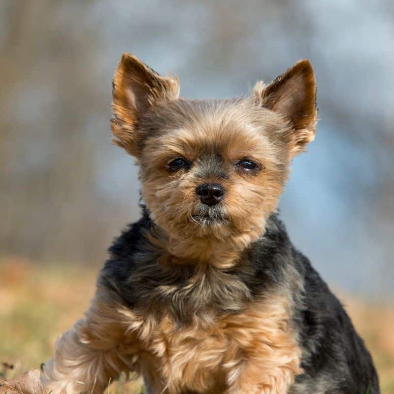 allergies in yorkies yorkies gram