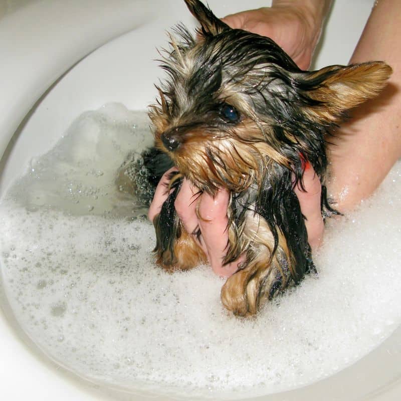 how to bathe a yorkie