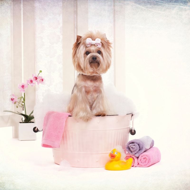 how to bathe a yorkie