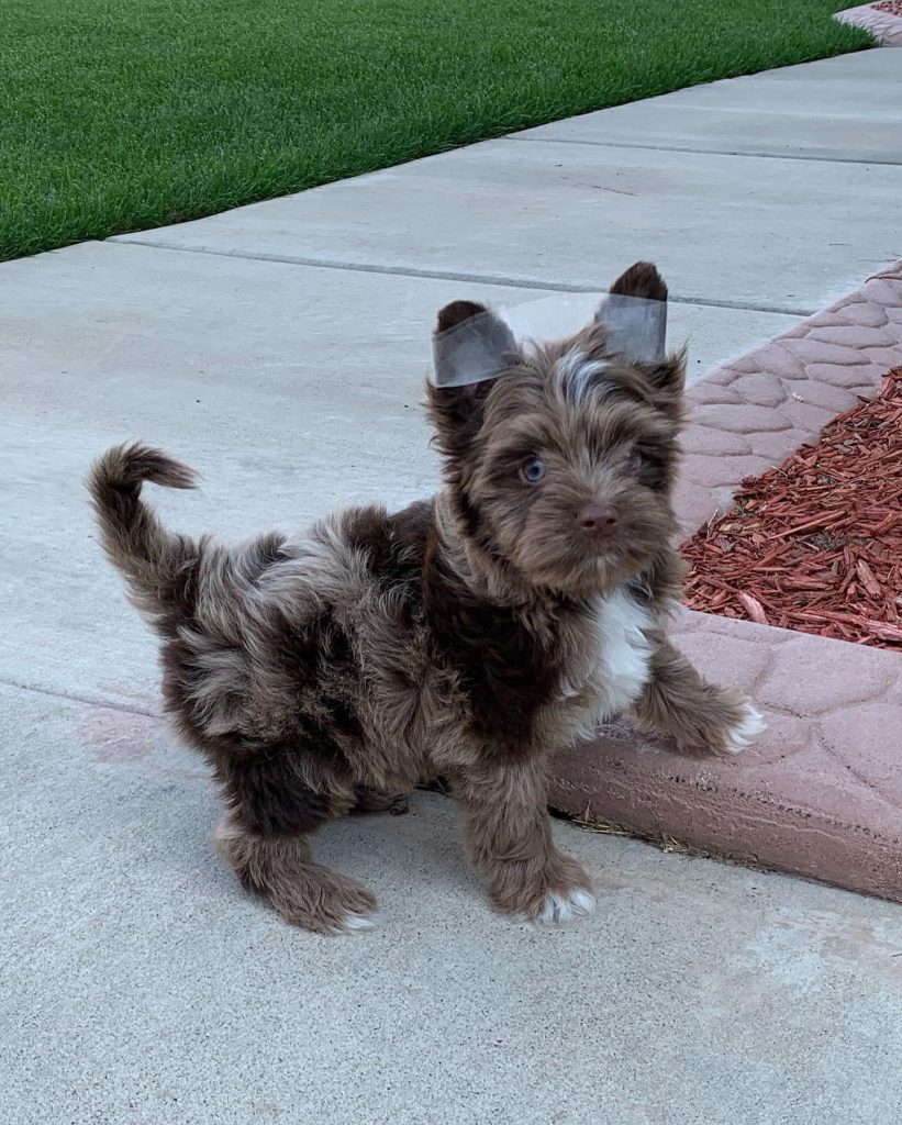 merle yorkie yorkies gram