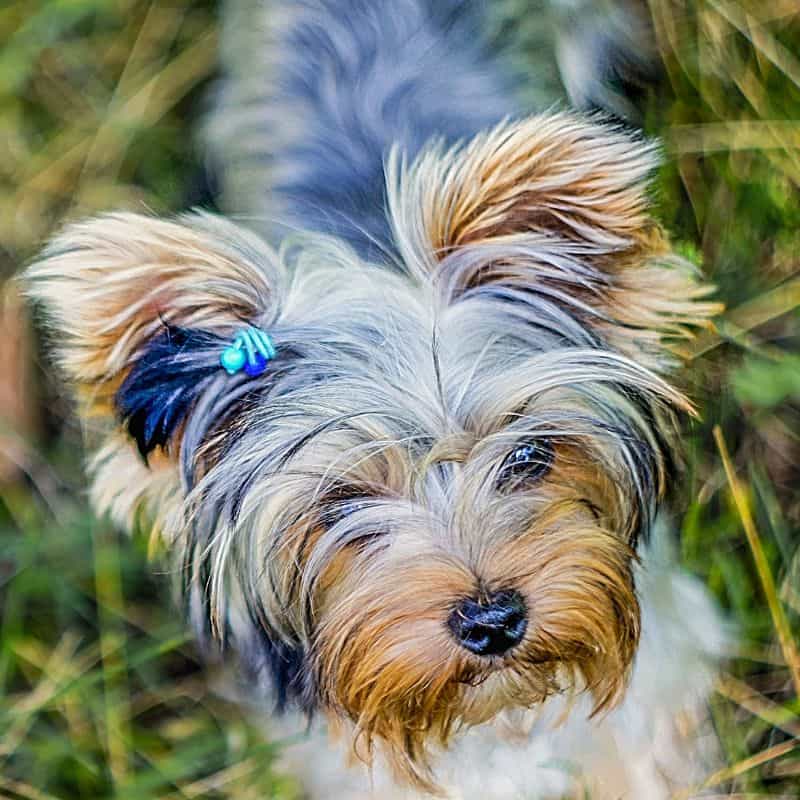 What Is a Merle Yorkie 8 Coat Color Combinations to Know