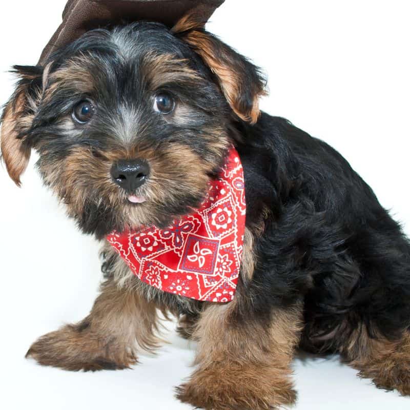 merle yorkshire terrier