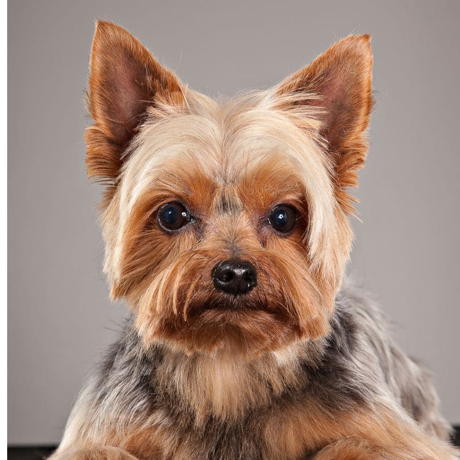 purebred yorkie dogs