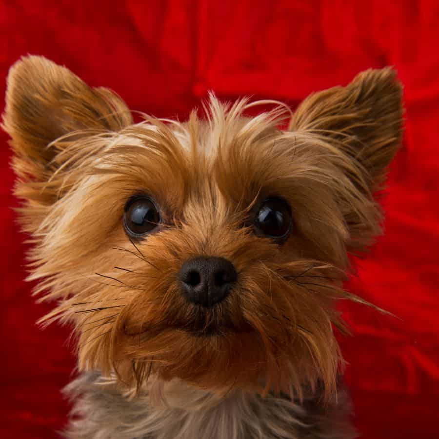 purebred yorkies yorkies gram