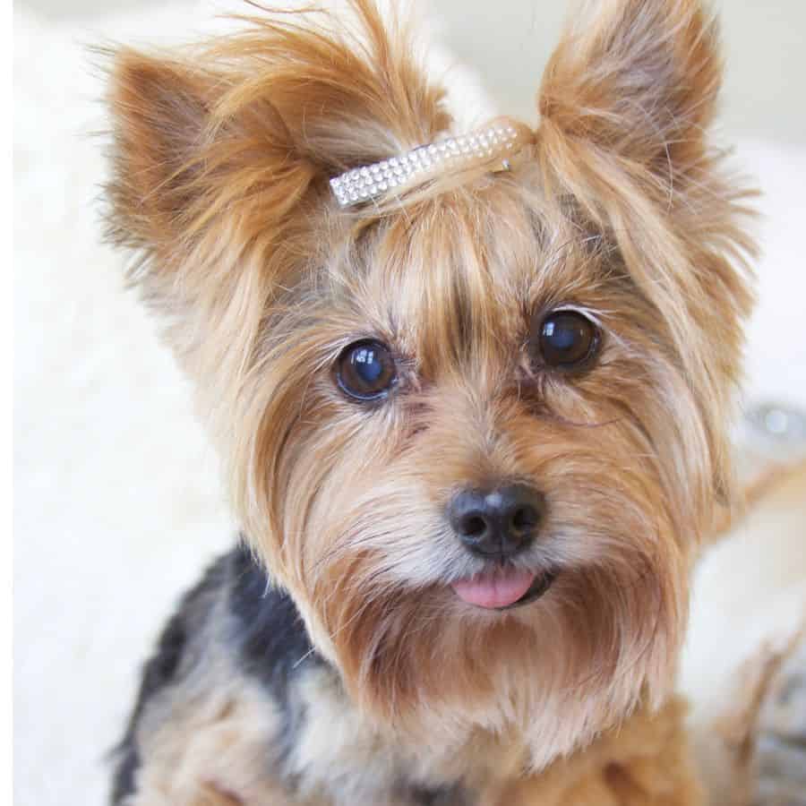 purebred yorkies