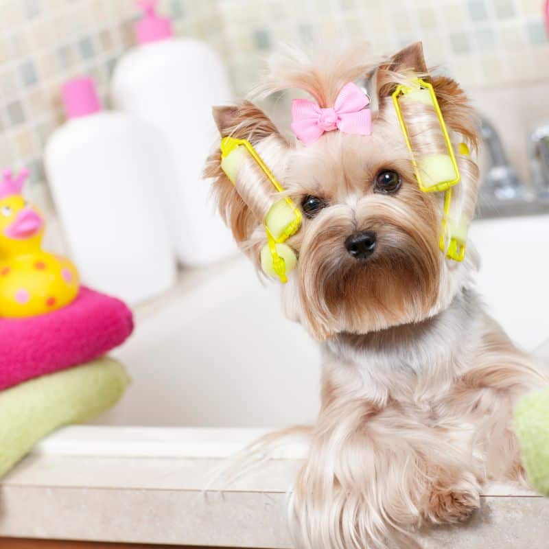 yorkie bathing