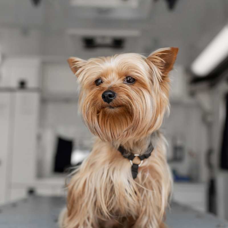 yorkshire terrier size