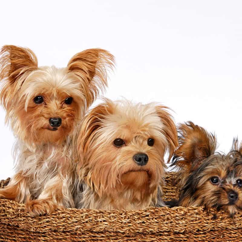 yorkshire terrier size