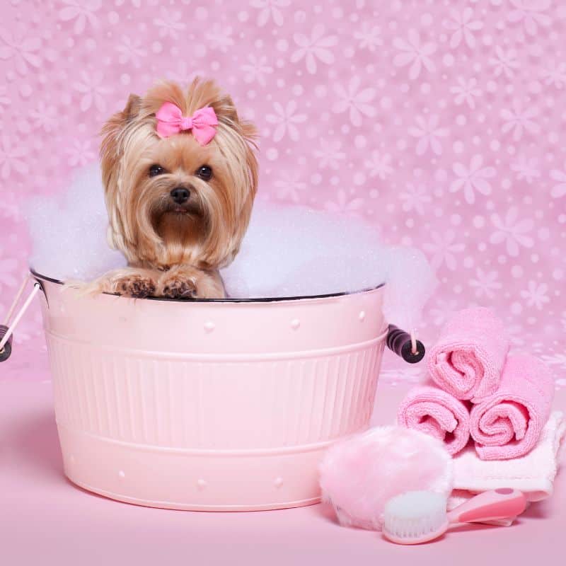 how to bathe a yorkie