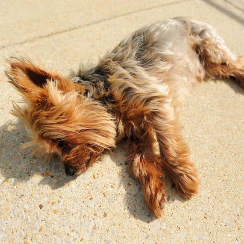 Yorkshire Terrier constipation yorkies gram