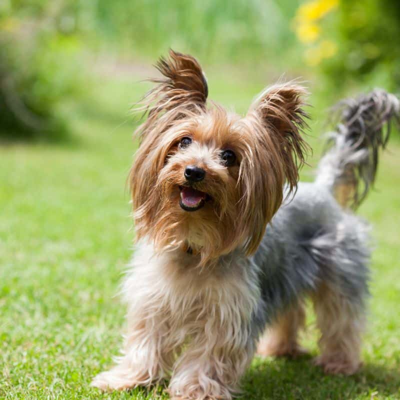 yorkies gram yorkshire terrier legg-calve-perthes