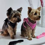 breathable yorkie harness leash set