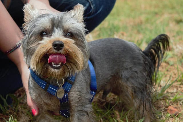 yorkie biting and nipping yorkies gram