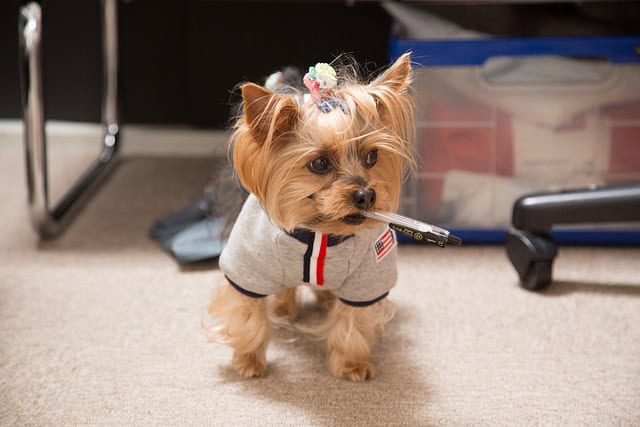 yorkie biting and nipping yorkies gram