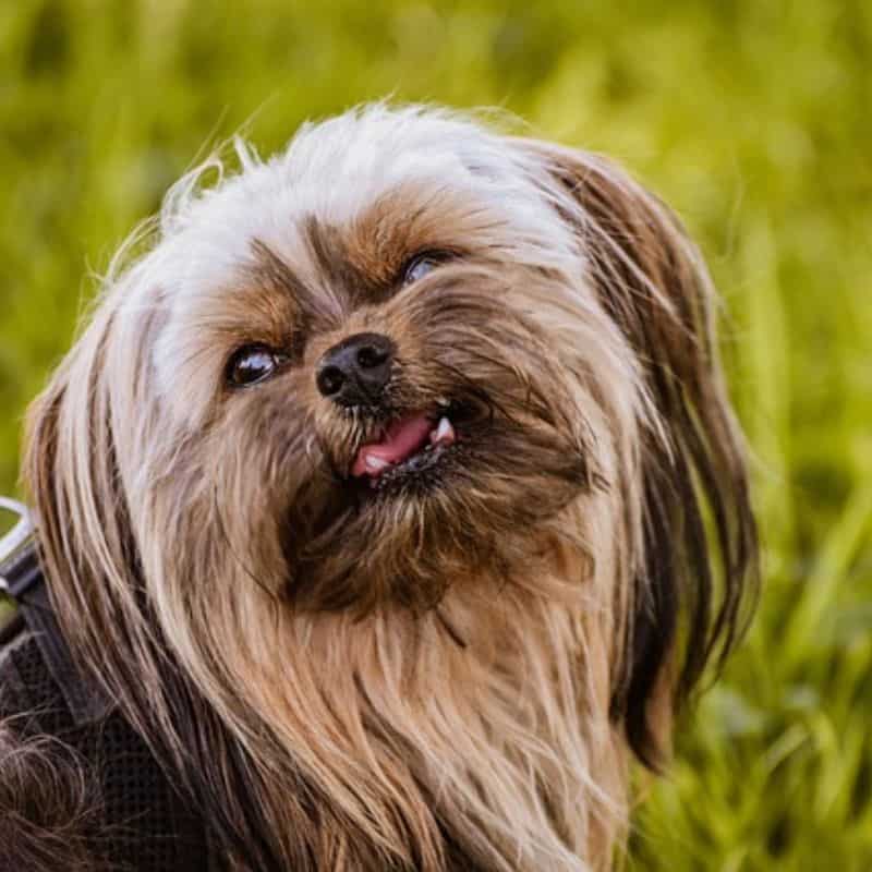 yorkie biting and nipping yorkies gram