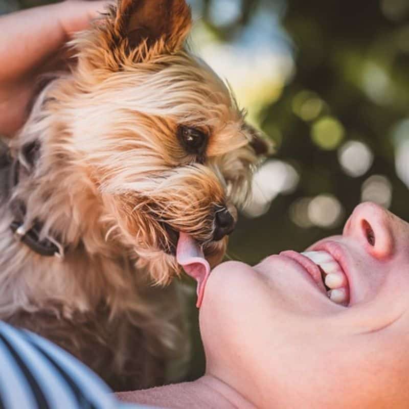 yorkie biting and nipping yorkies gram