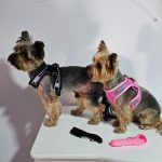 breathable yorkie harness leash set