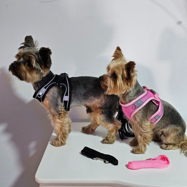 breathable yorkie harness leash set