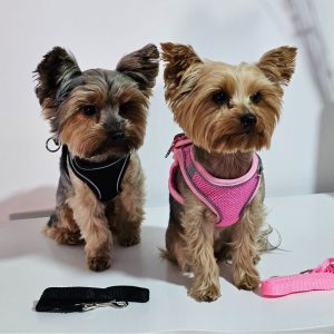 yorkies gram breathable yorkie harness leash set