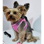 yorkies gram breathable yorkie harness leash set