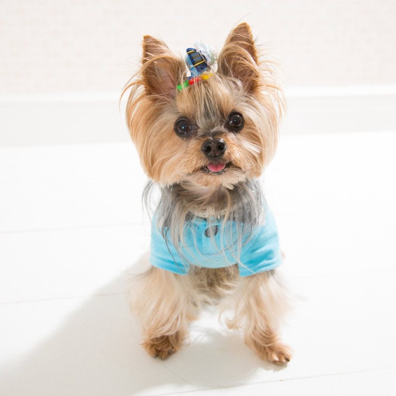 yorkshire terrier scooting yorkies gram