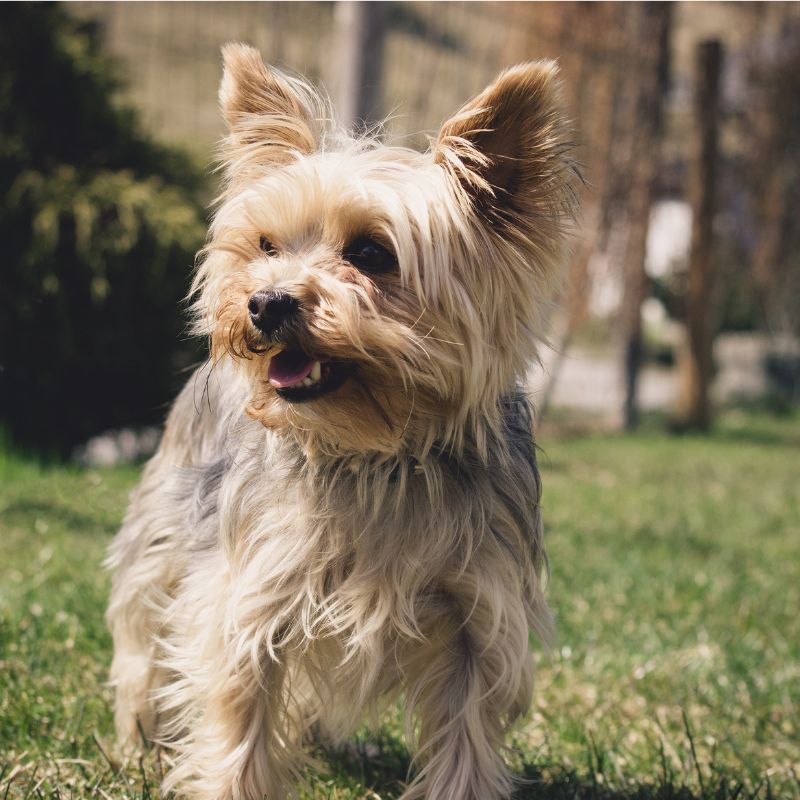 brindle yorkie yorkies gram