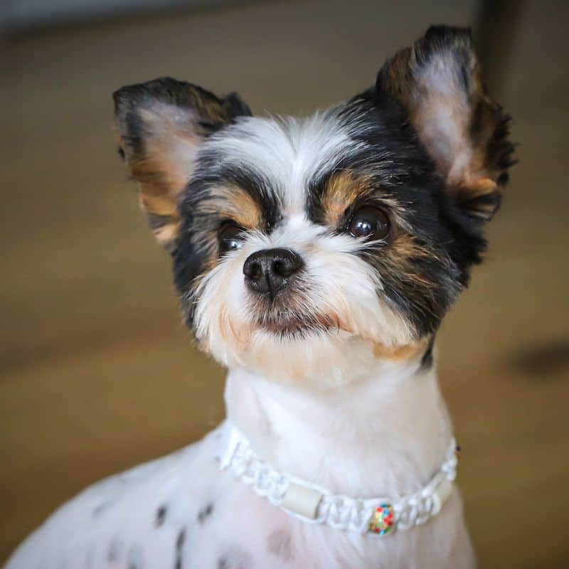 do yorkies have hair or fur yorkies gram