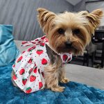 yorkies gram summer cute yorkie dress