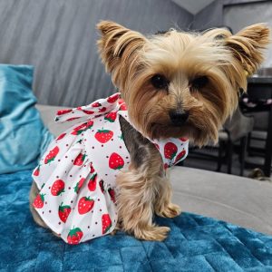 yorkies gram summer cute yorkie dress