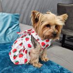summer cute yorkie dress